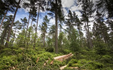 Floresta de coníferas olhando para o dossel com madeira desbastada e galhos no chão da floresta