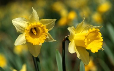 Daffodil