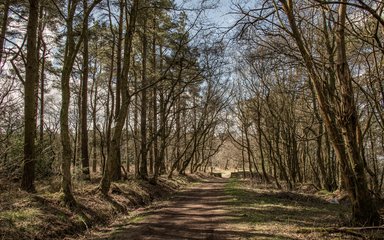 A forest track heading between rows of deciduous trees either side