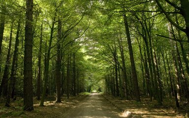 Dalby Forest shady tree canopy in summer