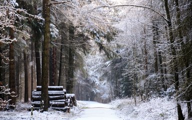 Snow topped tree branches surrounding snow dusted forest path