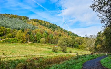 A hillside of mixed tree planting with areas of grass and a path, on a blue sky day