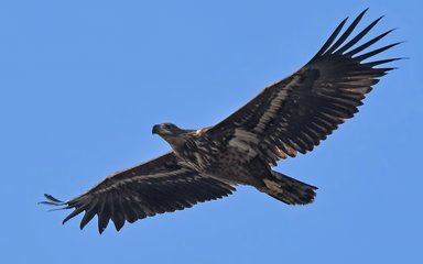 White-tailed eagle flying in blue sky