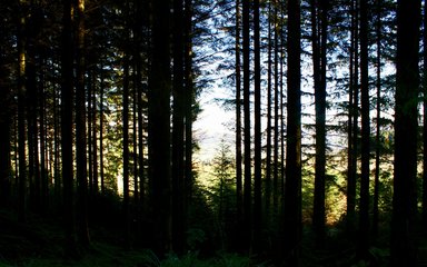 Conifer shadow forest 