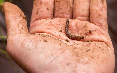 worm in hand