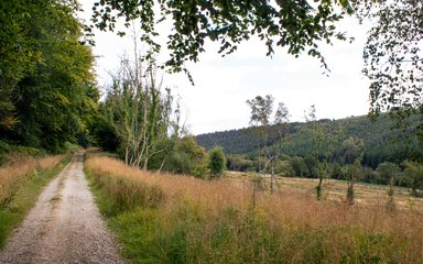 A trail running through a forest valley meadow