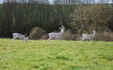3 wire deer sculptures in a field