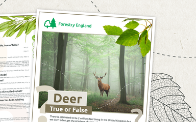 Deer True or False activity