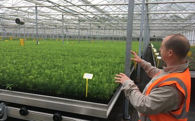 Glasshouse tree nursery with saplings growing