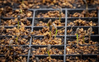 Close up of seeds germinating in seed trays