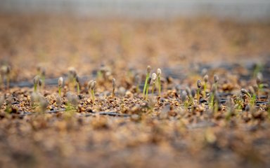 Wide shot of lots of conifer seedlings germinating in trays