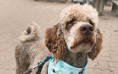 Close-up of a dog in a paved courtyard wearing a 'forest walkies' branded bandana at the neck.