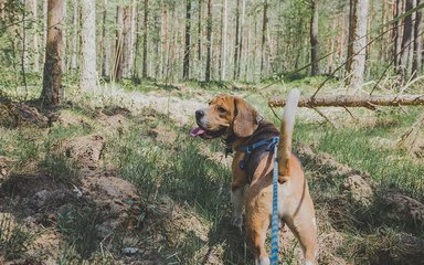 Dog walking in the forest