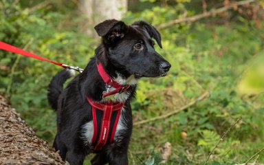 Dog looking into distance with ears up