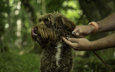 A brown dog being clipped onto a lead