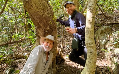 Douglas Justice and Dan Crowley with the largest individual Amami maple in Amami in Japan. Credit Dan Crowley