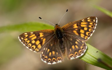 Male Duke of Burgundy butterfly on a blade of grass
