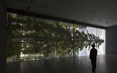 A horizontal image of a conifer on a screen with a person standing in front.