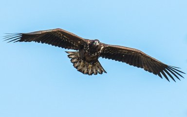 White-tailed eagle juvenile flying in a clear blue sky