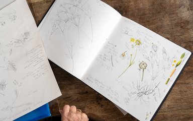 Botanical paintings by Pearl Bostock