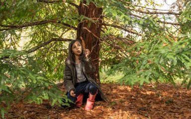 Child looking at redwood needles autumn Bedgebury National Pinetum