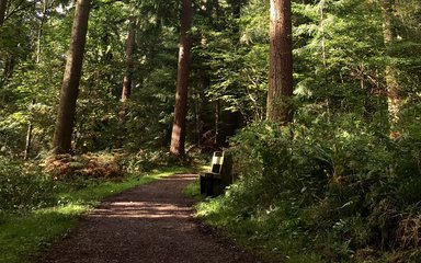 Mortimer Forest Easy Access Trail
