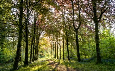 Avenue of copper beech trees