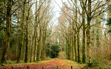 Eggesford beech avenue 