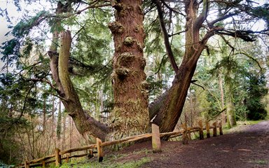 Eggesford douglas fir