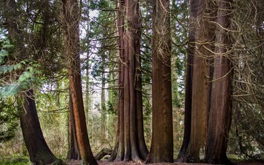 Eggesford western red cedar