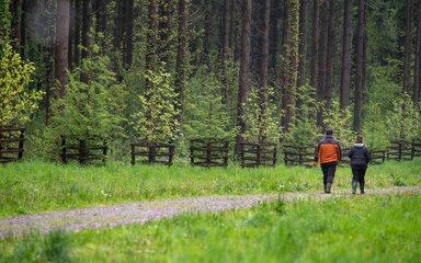 Two people, seen from behind, walking along a forest path.