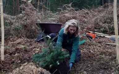 Forestry apprentice planting a young conifer