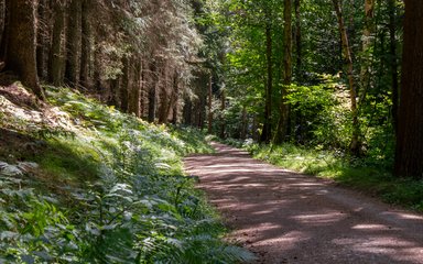 A trail running through a mixed forest