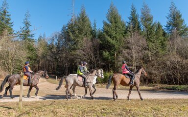 Horse riders on a forest trail