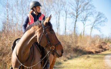 A horse and rider looking into the distance
