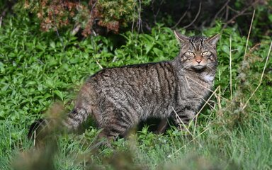 Side profile of a European wildcat, head turned to the camera.
