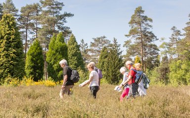 Group of people walking through heath on a sunny day with trees in the background. 