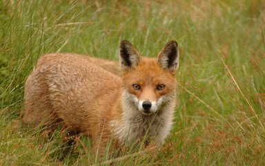 A fox looking at the camera surrounded by long grass