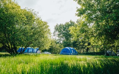 tents in a forest