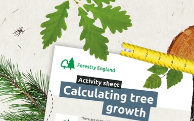 A graphic design banner showing a tree trunk, log slice, leaves and tape measure
