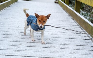 Small dog in a coat on a snowy bridge with a stick in its mouth.