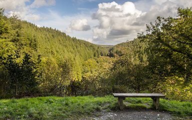 Cardinham Woods bench