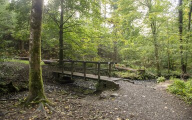 wood bridge over small stream in a forest