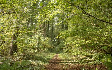 sunlight through trees on a forest path