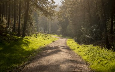 Forest road with grass edges through a conifer forest