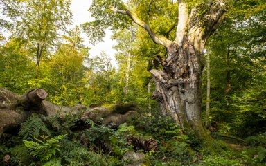 Savernake Forest veteran tree