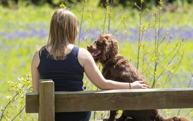 A woman and her dog are sitting on a wooden bench looking out in to a meadow of purple and yellow wild flowers.