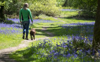 Woman walking a dog on a lead along a trail, surrounded by bluebells
