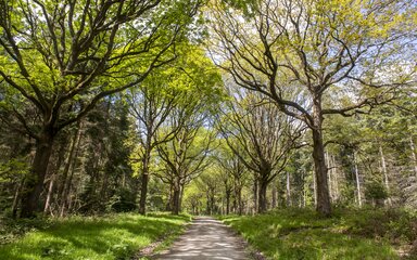A trail going through Wyre Forest