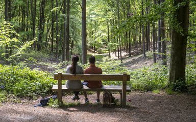 A couple sitting on a bench in the forest